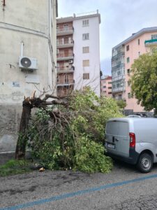 degrado alberi 1